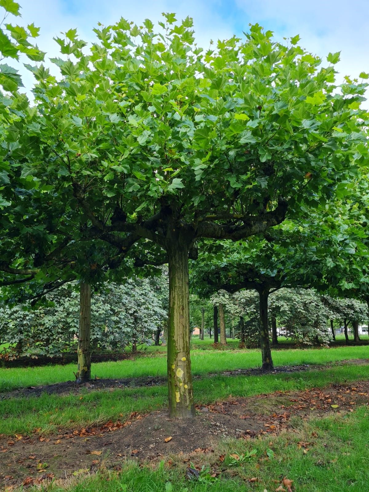 Volwassen Plataan | Dakvorm