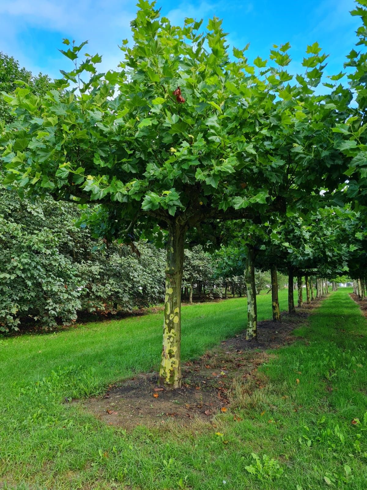 Volwassen Plataan | Dakvorm