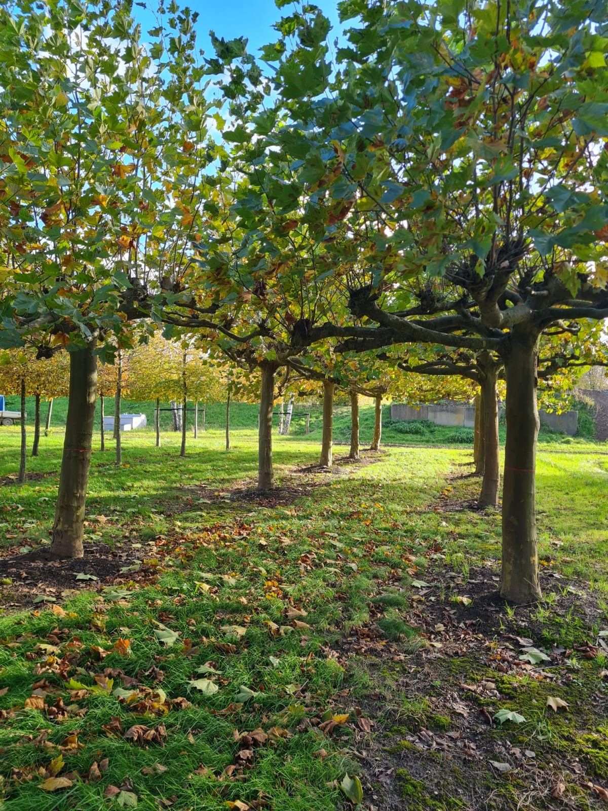 Volwassen Plataan | Dakvorm