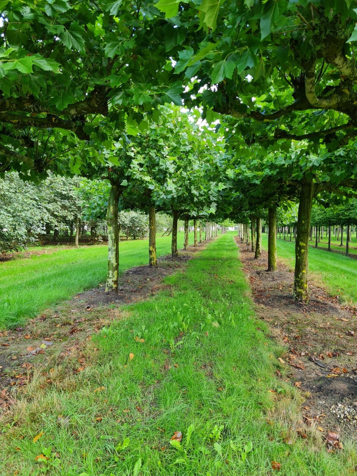 Volwassen Plataan | Dakvorm