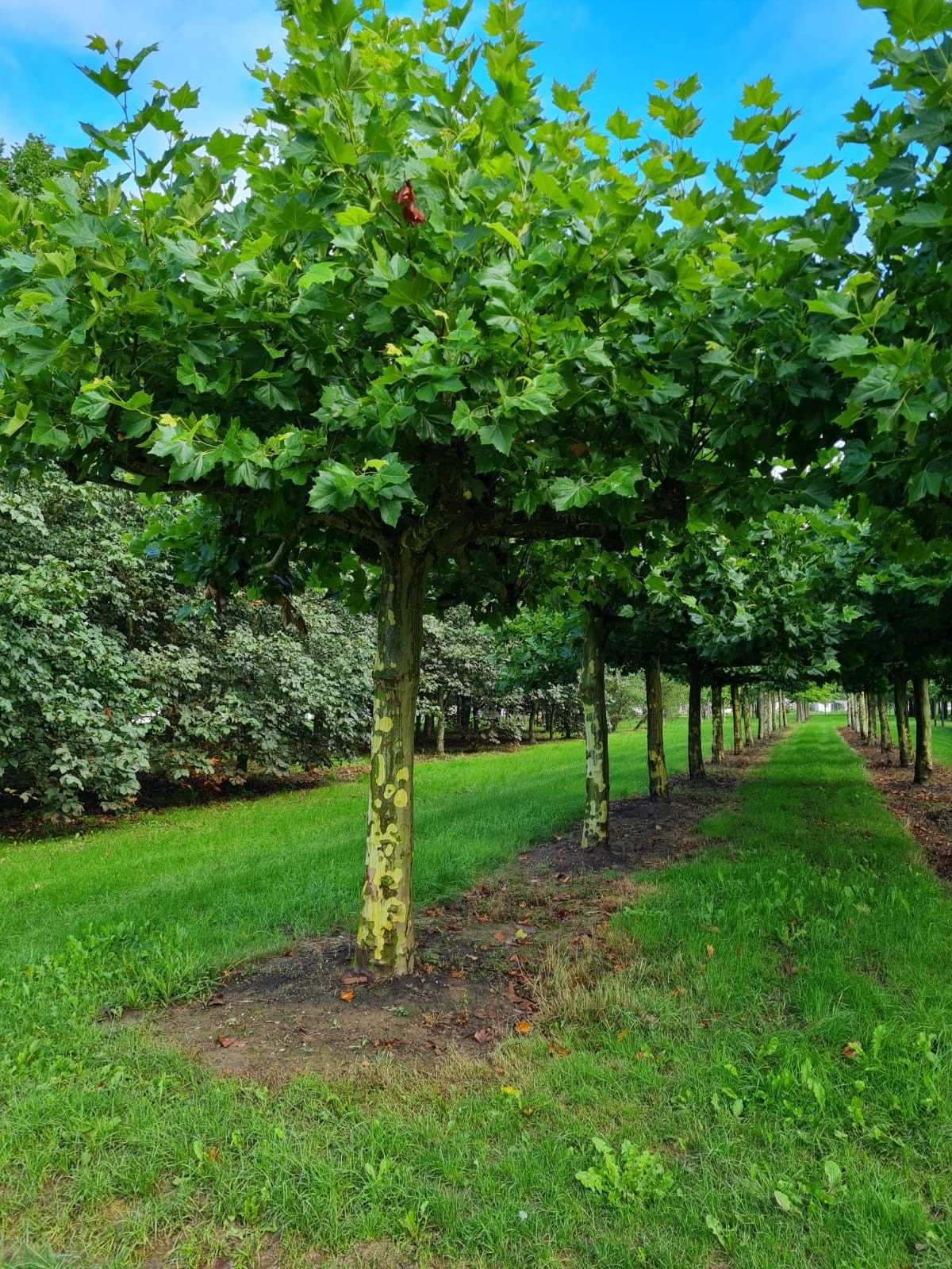 Volwassen Plataan | Dakvorm