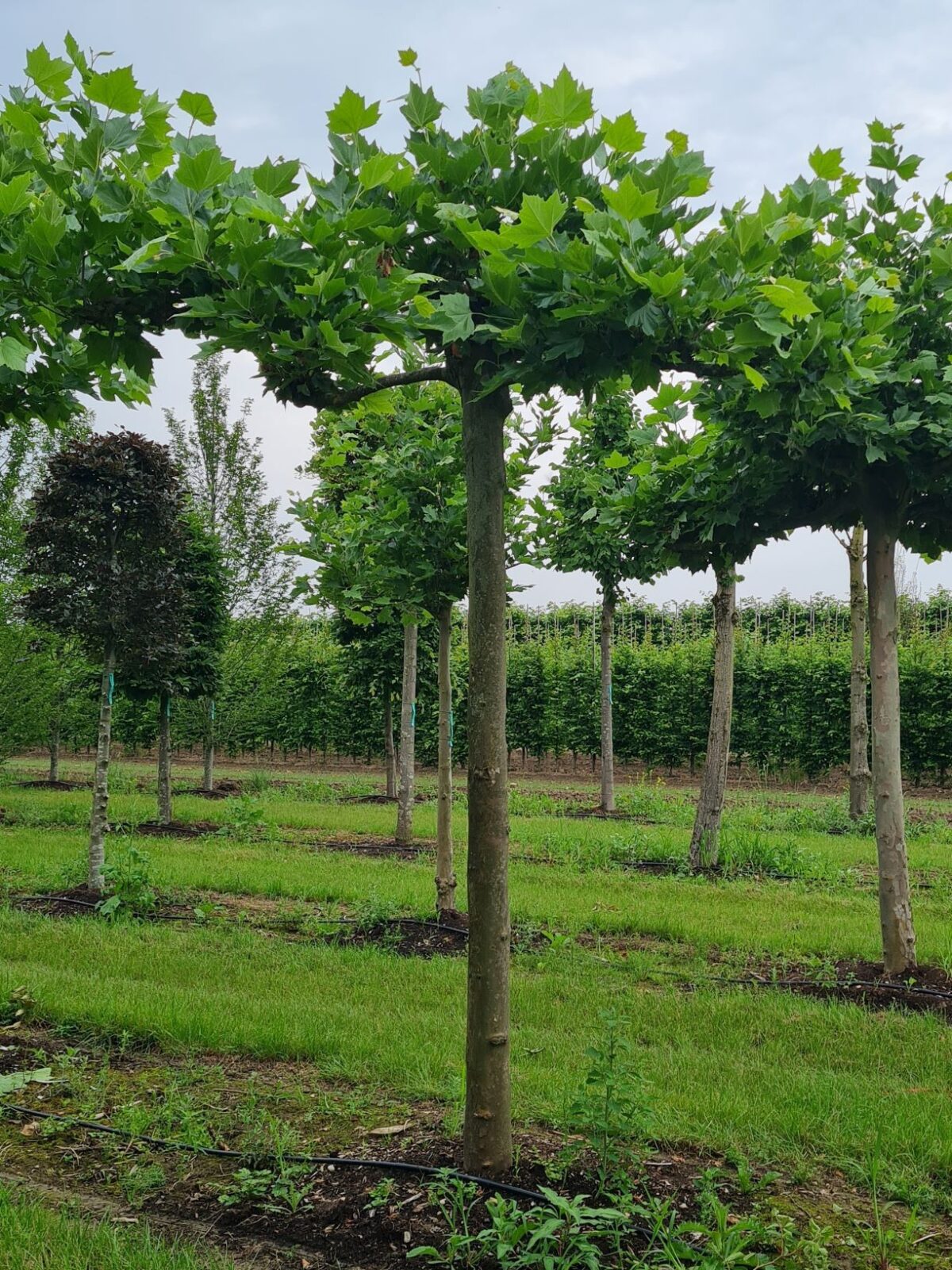 Volwassen Plataan | Dakvorm