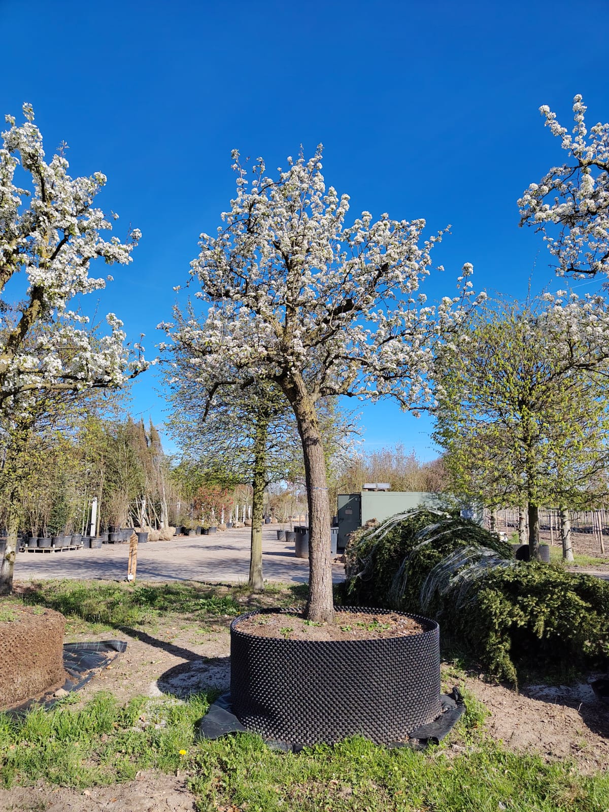 Perenboom 'Doyenné du comice' | Hoogstam