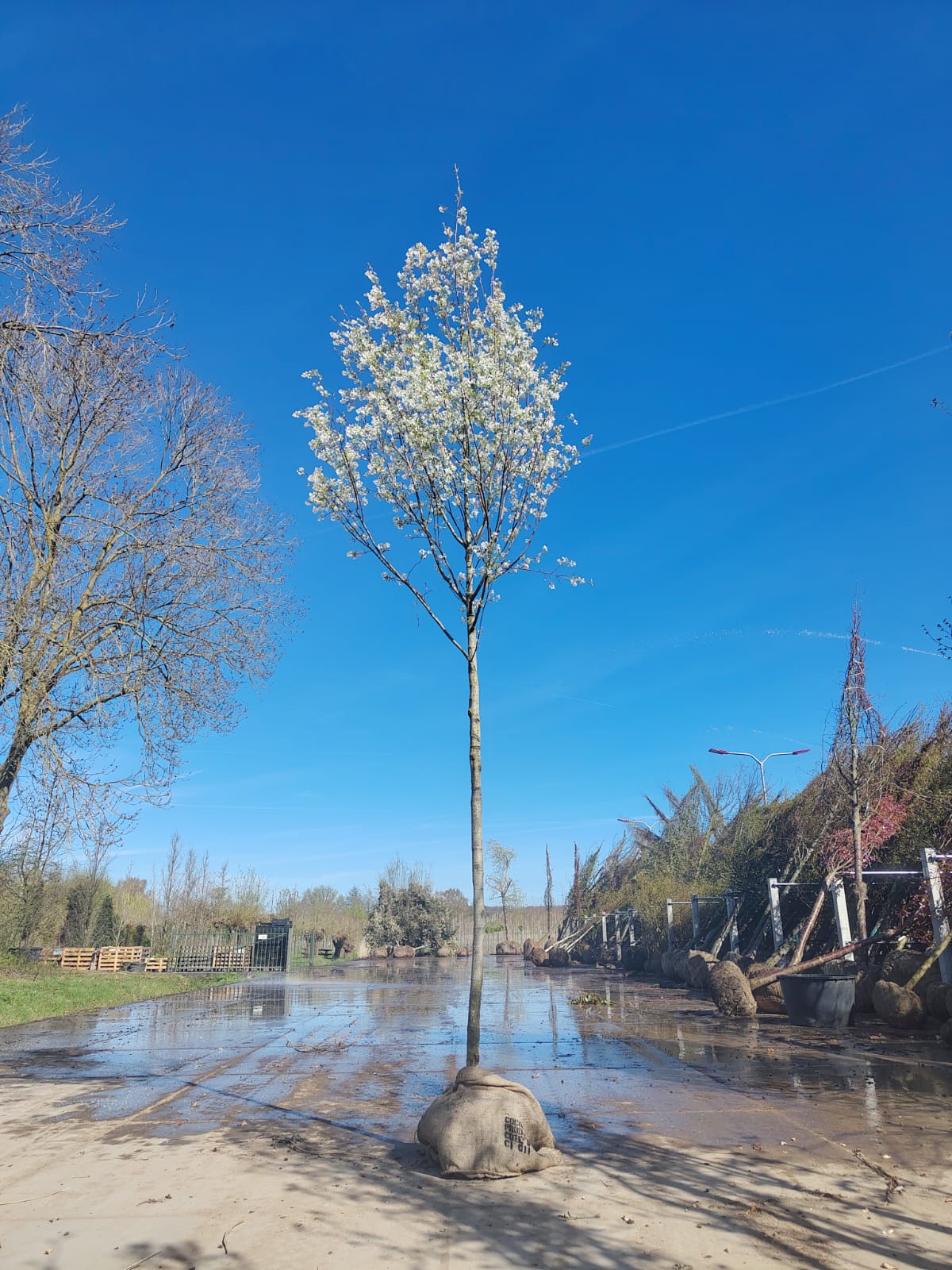 Amerikaans Krentenboompje | Hoogstam
