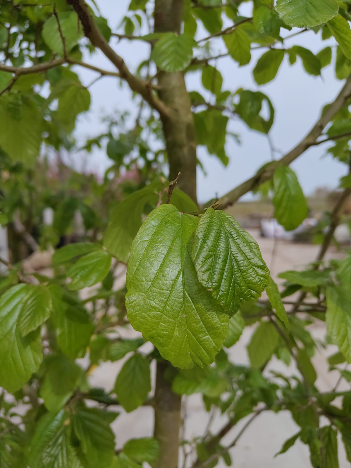 Perzische ijzerhoutboom | Meerstammig