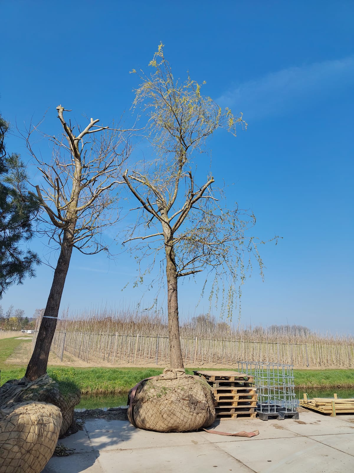 Gele treurwilg | Hoogstam