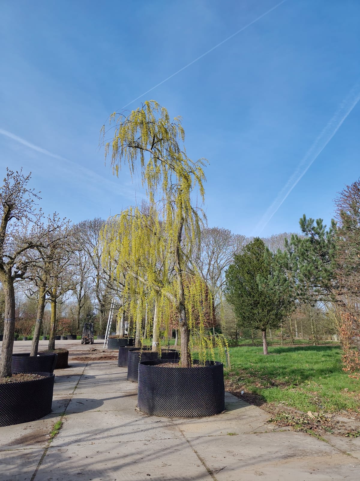 Groene treurwilg | Halfstam