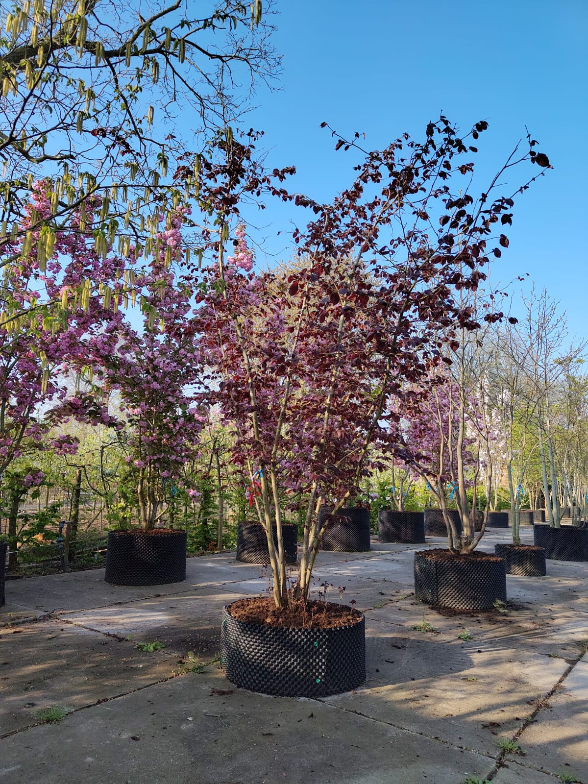 Bruine Hazelaar | Meerstammig