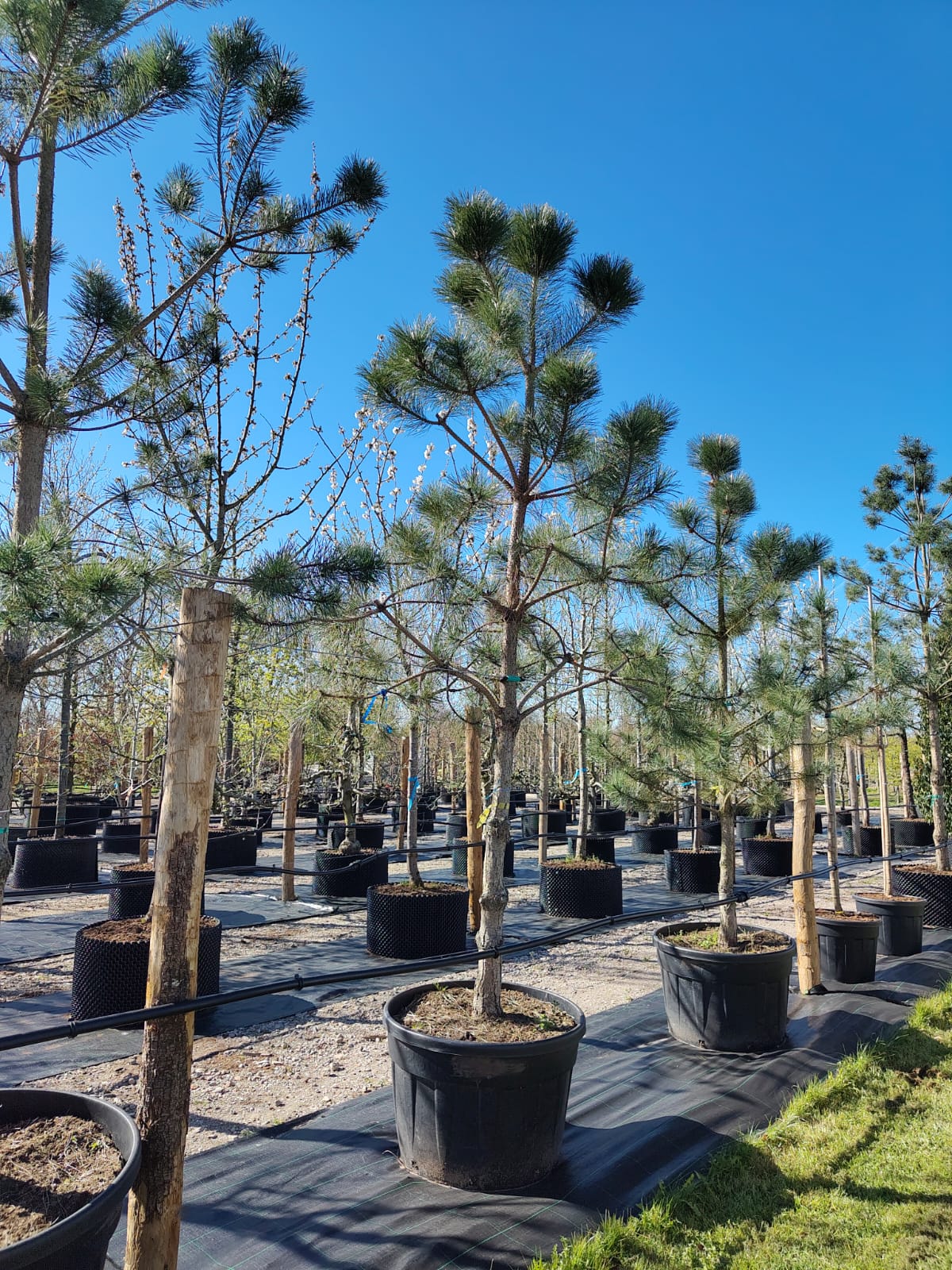 Zwarte den | Halfstam