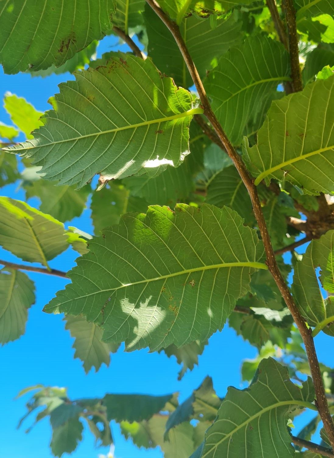 Jonge Fladderiep | Hoogstam