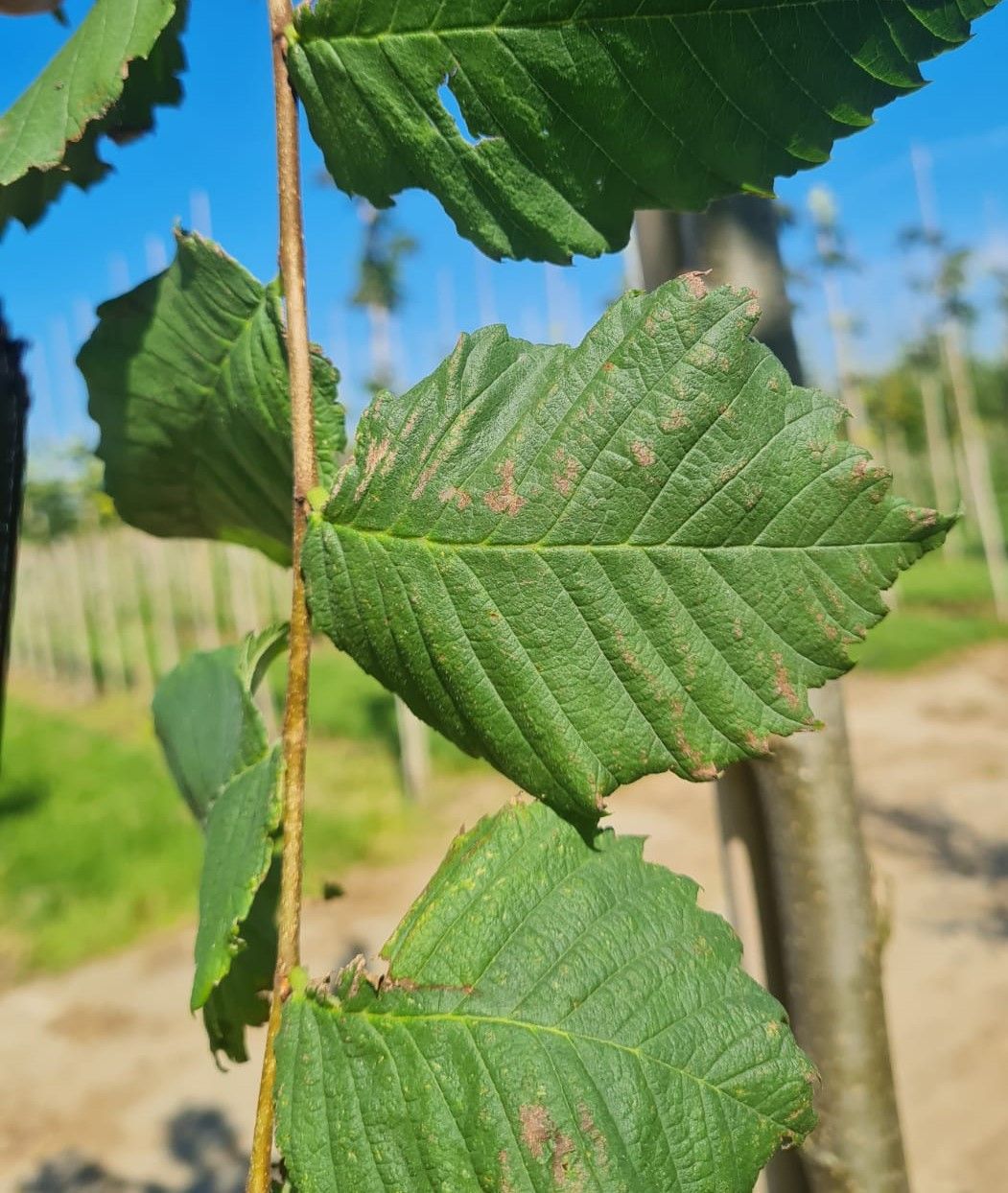 Jonge Fladderiep | Hoogstam