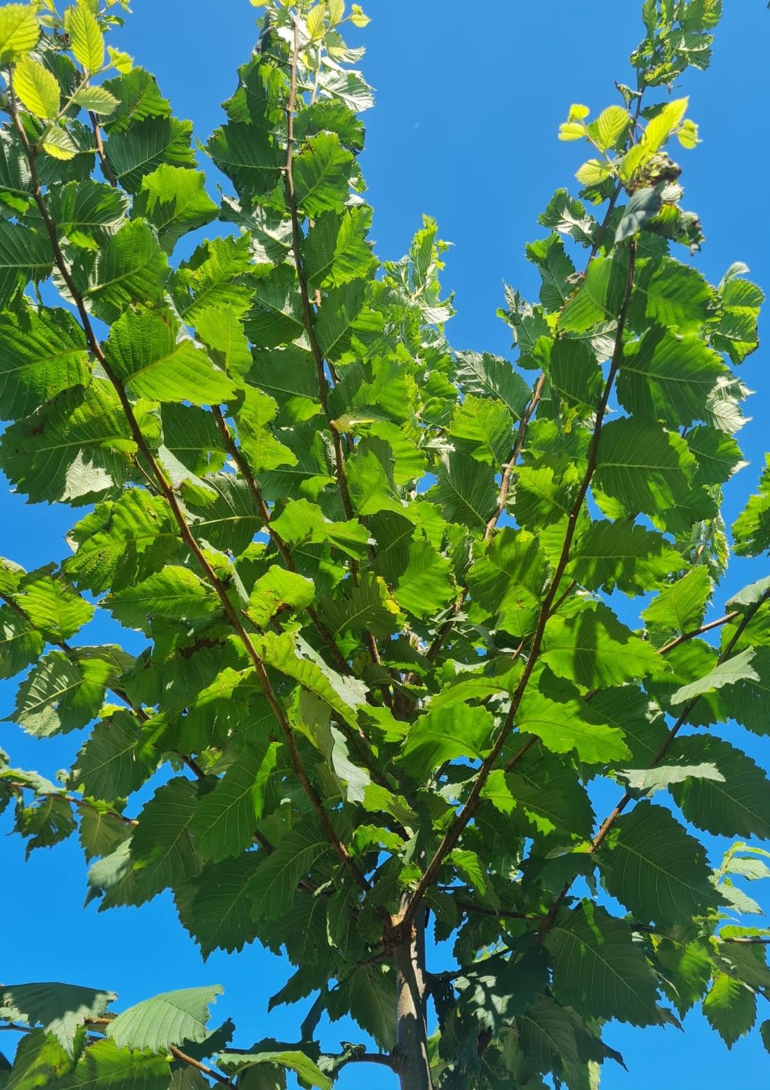 Jonge Fladderiep | Hoogstam