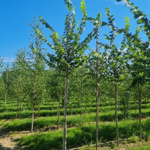 Jonge Fladderiep | Hoogstam