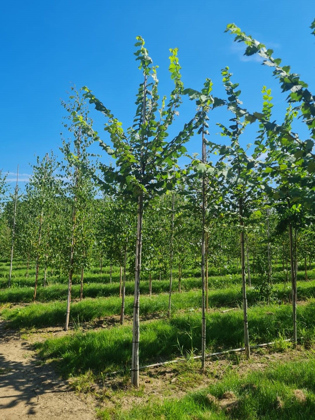 Jonge Fladderiep | Hoogstam