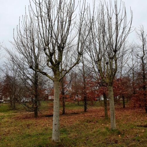 Volwassen Es | Knotvorm