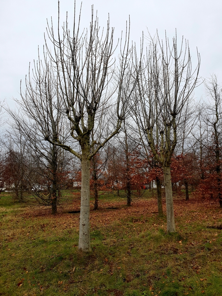 Volwassen Es | Knotvorm