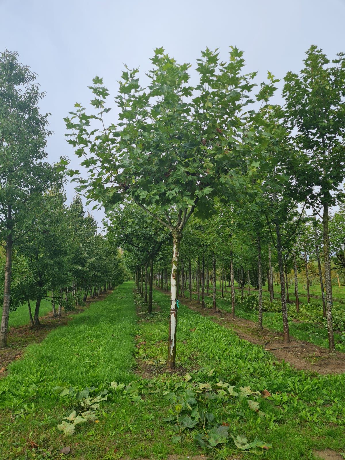 franse-knotplataan Plataan | Franse knotvorm