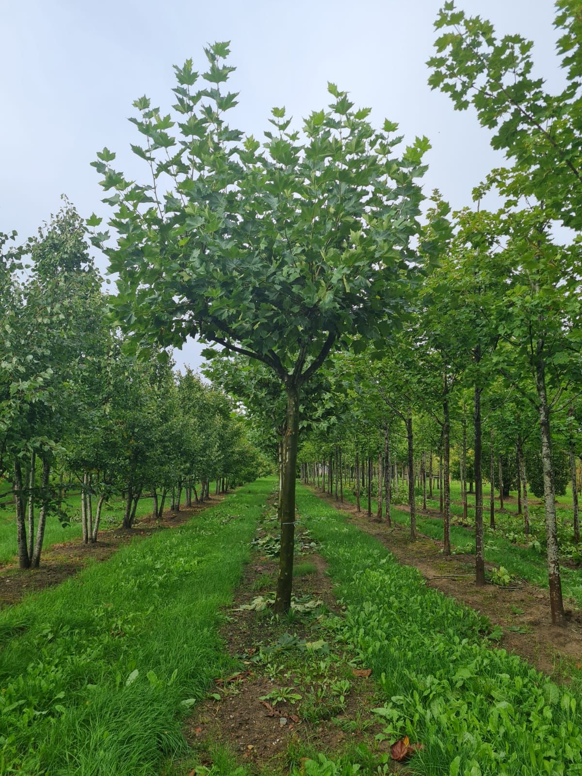 franse-knotplataan Plataan | Franse knotvorm