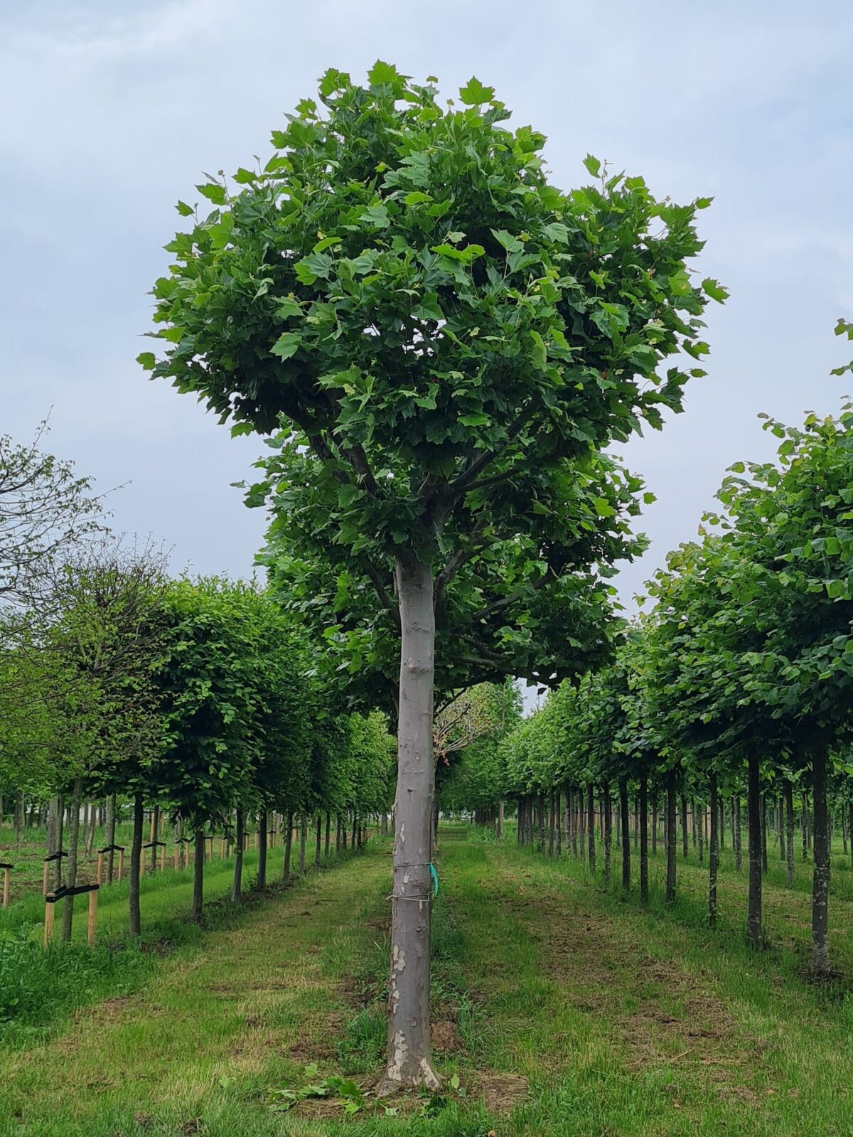 franse-knotplataan Plataan | Franse knotvorm