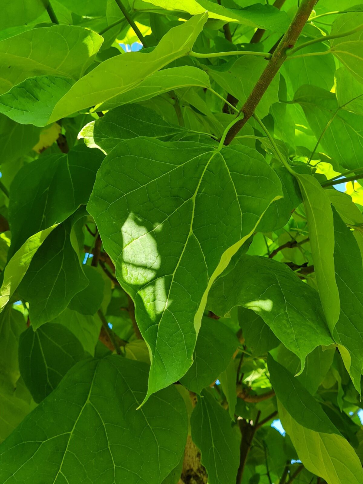 Jonge Trompetboom | Bolvorm