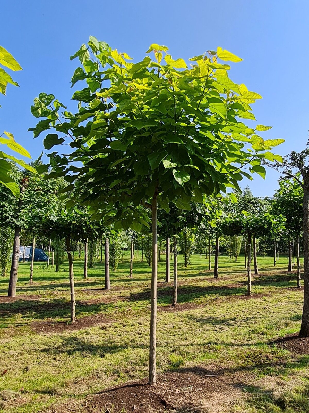 Jonge Trompetboom | Bolvorm