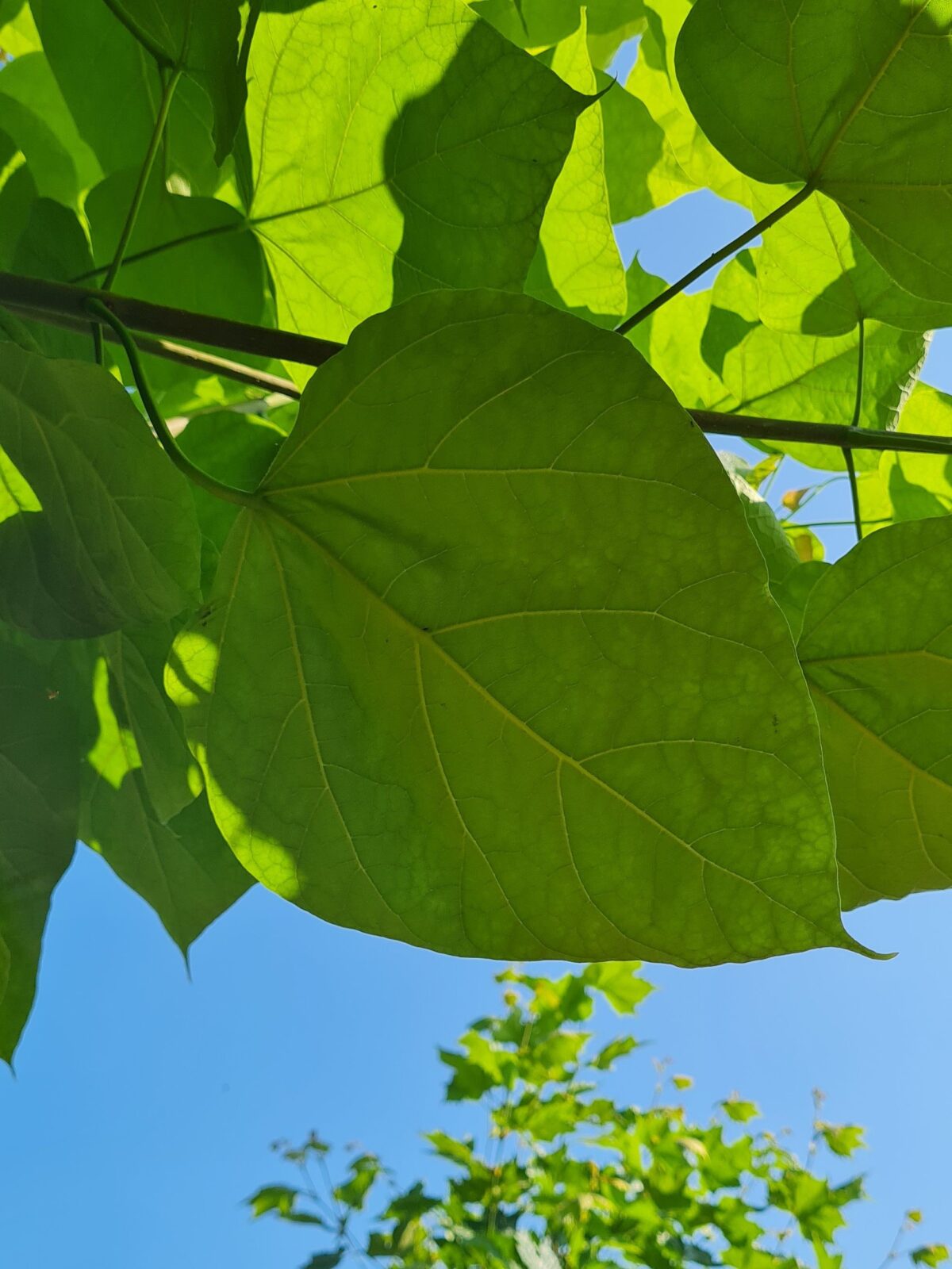 Jonge Trompetboom | Bolvorm