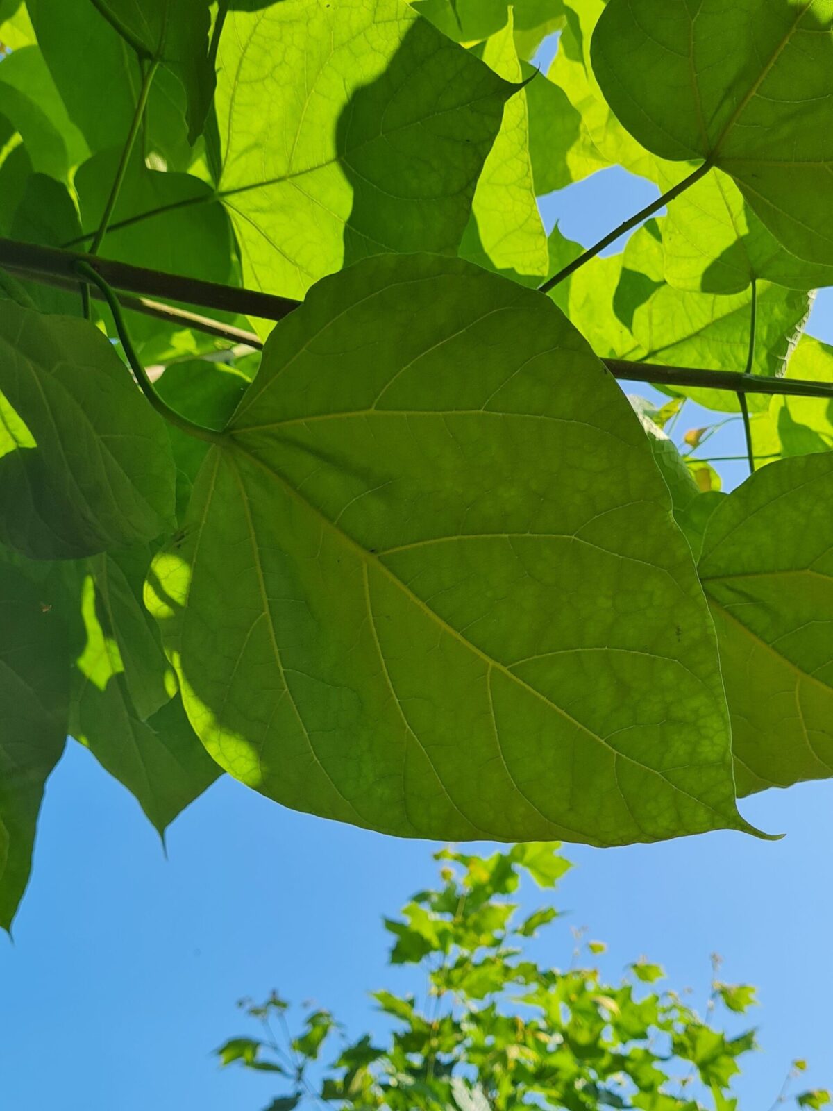 Trompetboom | Bolvorm