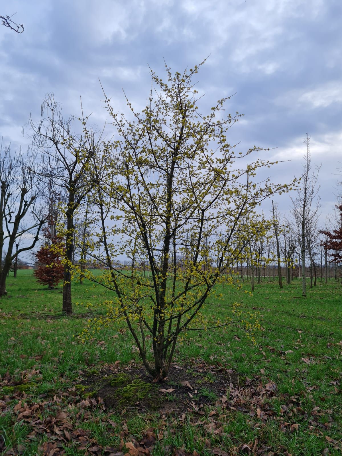 Jonge Gele kornoelje | Meerstammig