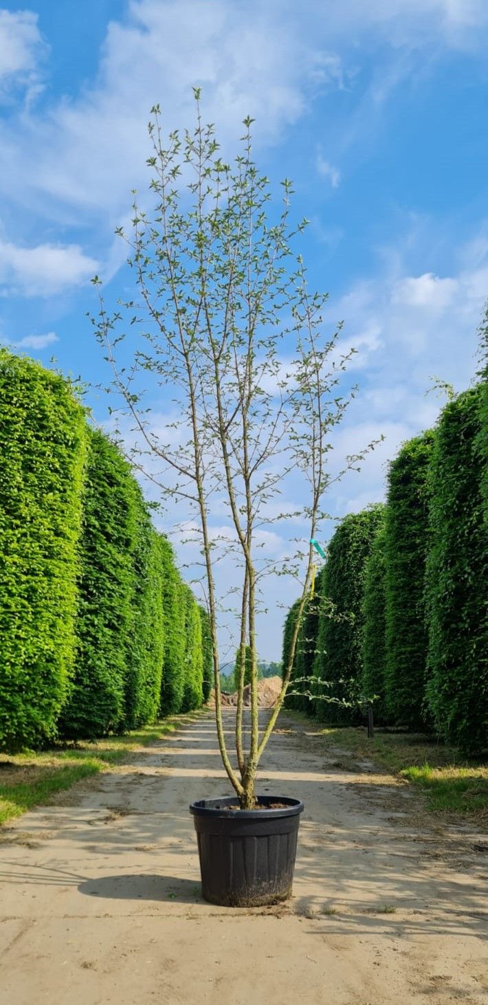 Jonge Gele kornoelje | Meerstammig