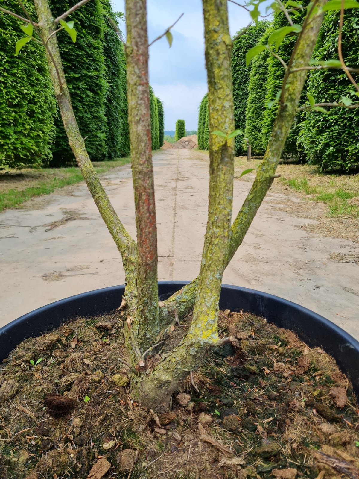 Jonge Gele kornoelje | Meerstammig