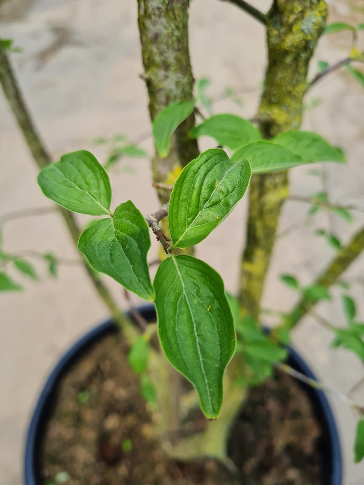 Jonge Gele kornoelje | Meerstammig