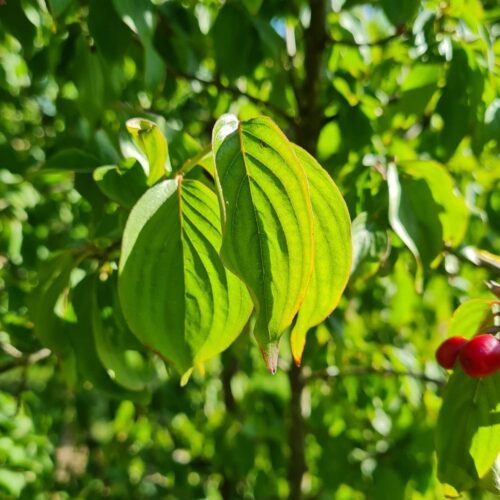 Jonge Gele kornoelje | Laagstam