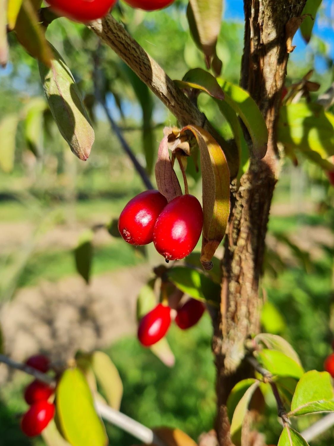 Jonge Gele kornoelje | Laagstam