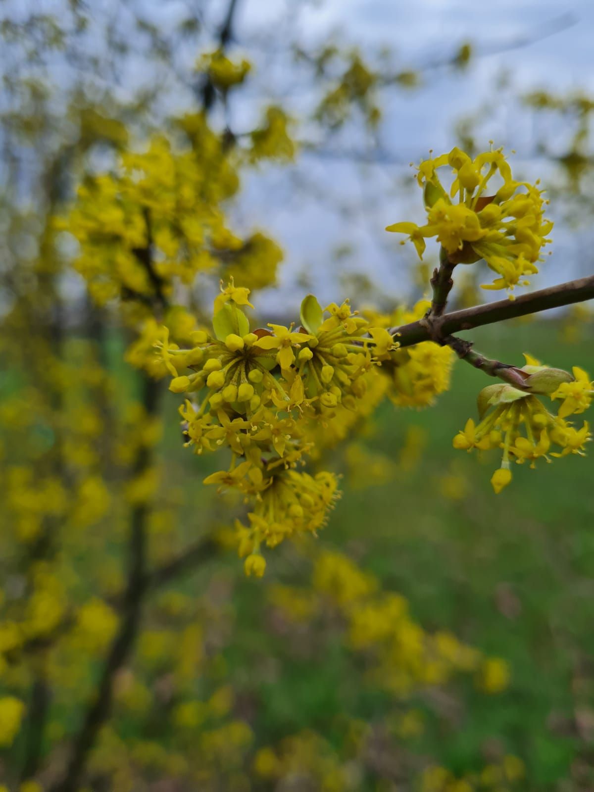 Jonge Gele kornoelje | Laagstam