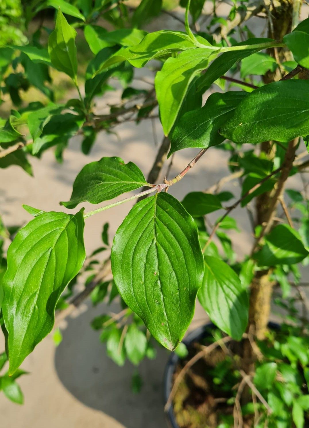 Jonge Gele kornoelje | Laagstam