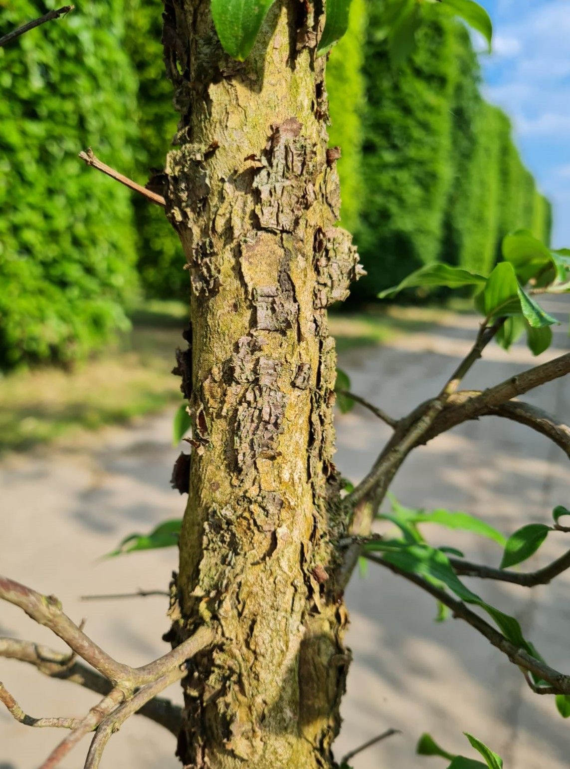 Jonge Gele kornoelje | Laagstam