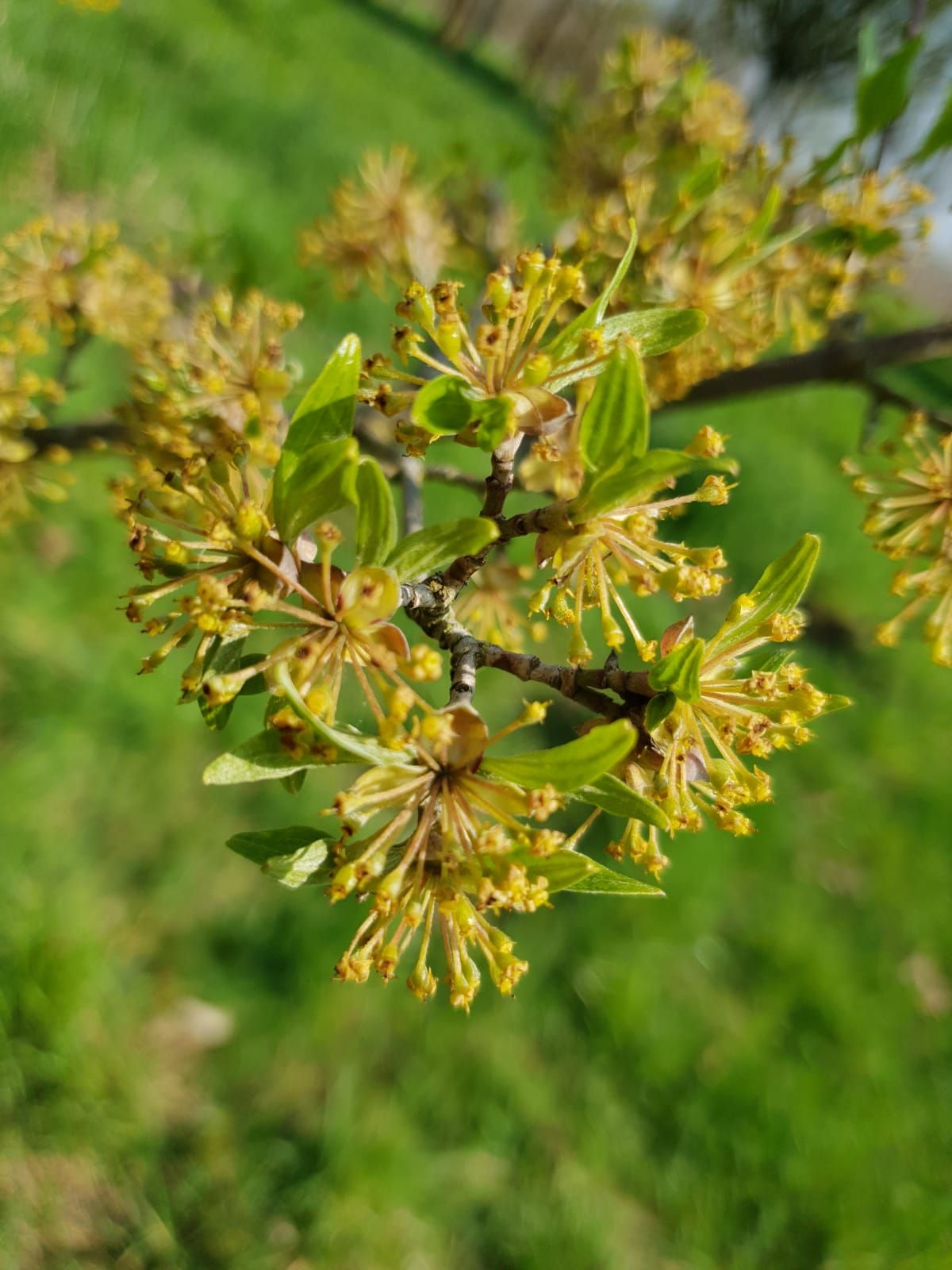 Volwassen Gele kornoelje | Meerstammig