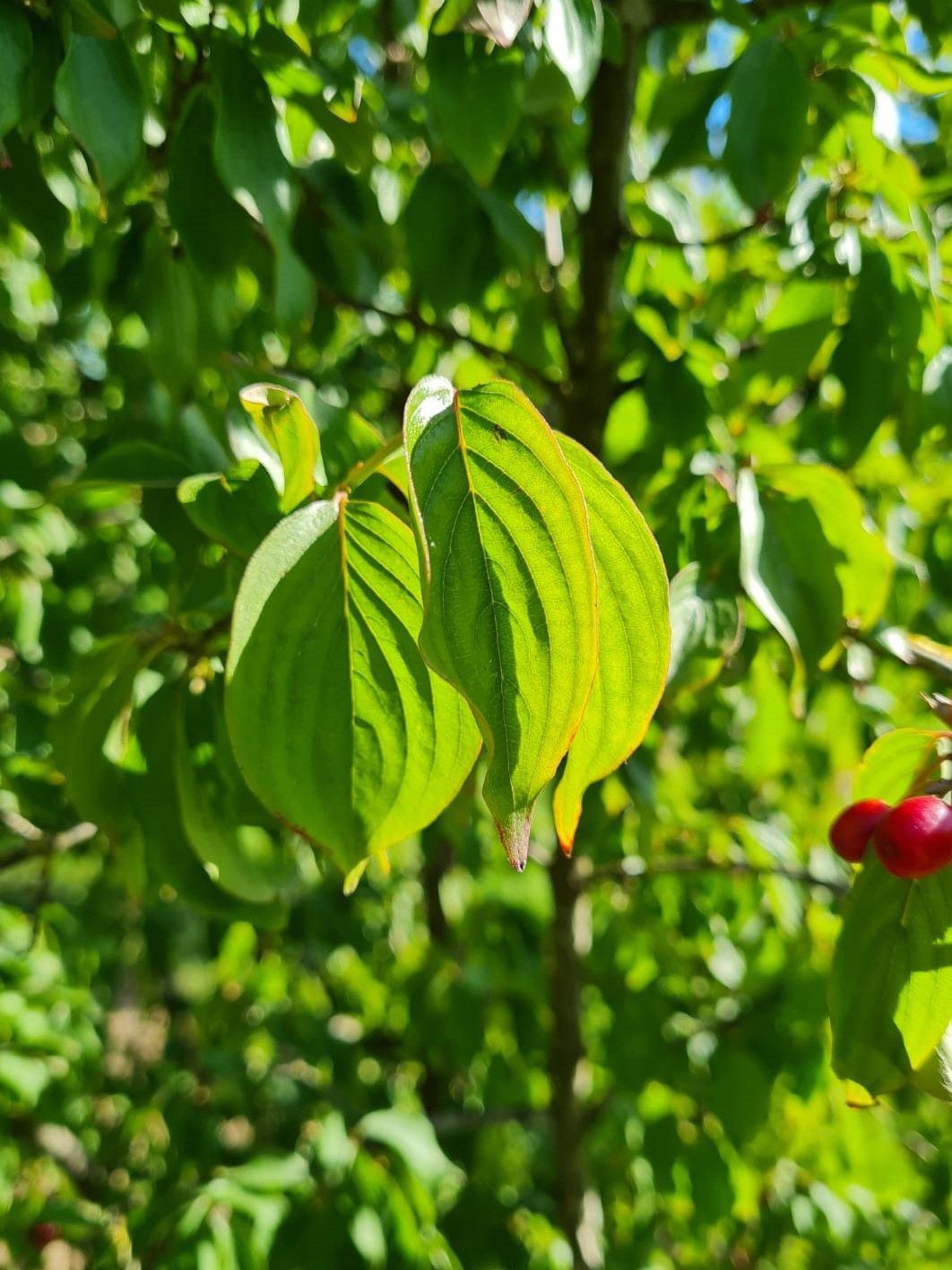 Volwassen Gele kornoelje | Meerstammig