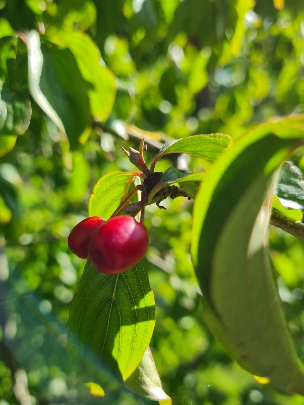 Jonge Gele kornoelje | Meerstammig