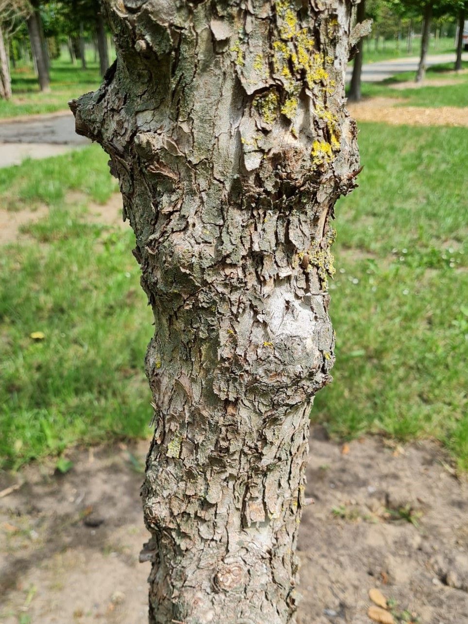 Volwassen Gele kornoelje | Meerstammig