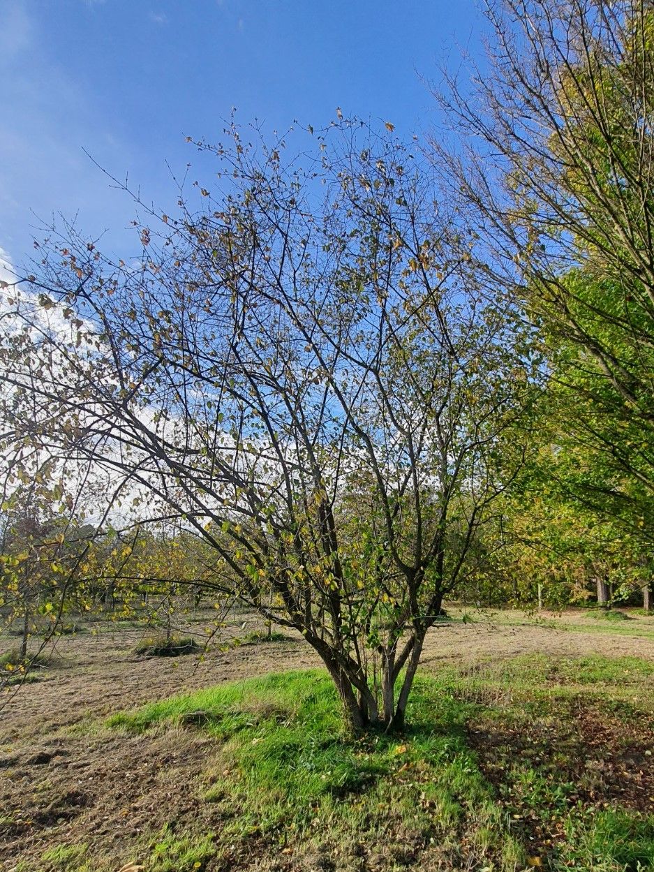 Volwassen Gele kornoelje | Meerstammig