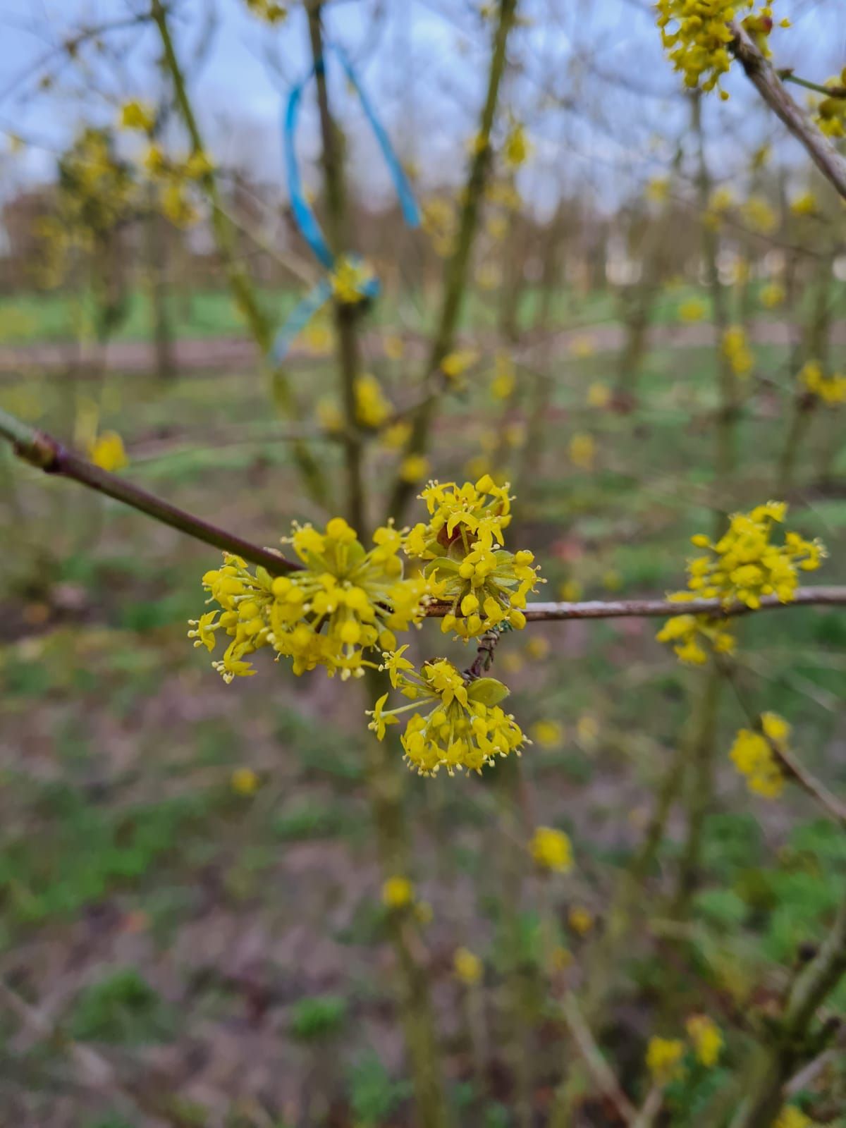 Volwassen Gele kornoelje | Meerstammig