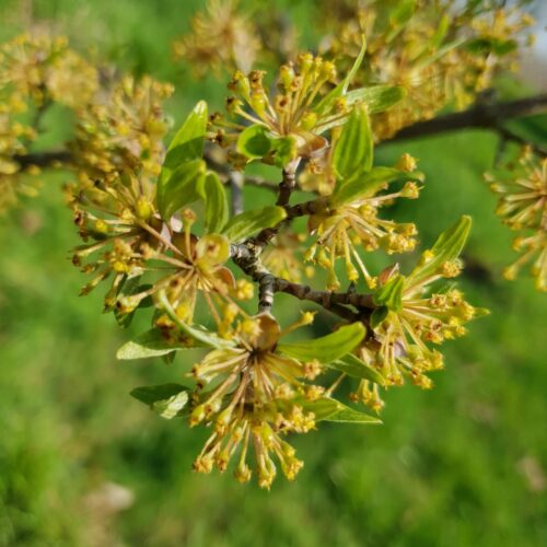 Jonge Gele kornoelje | Meerstammig