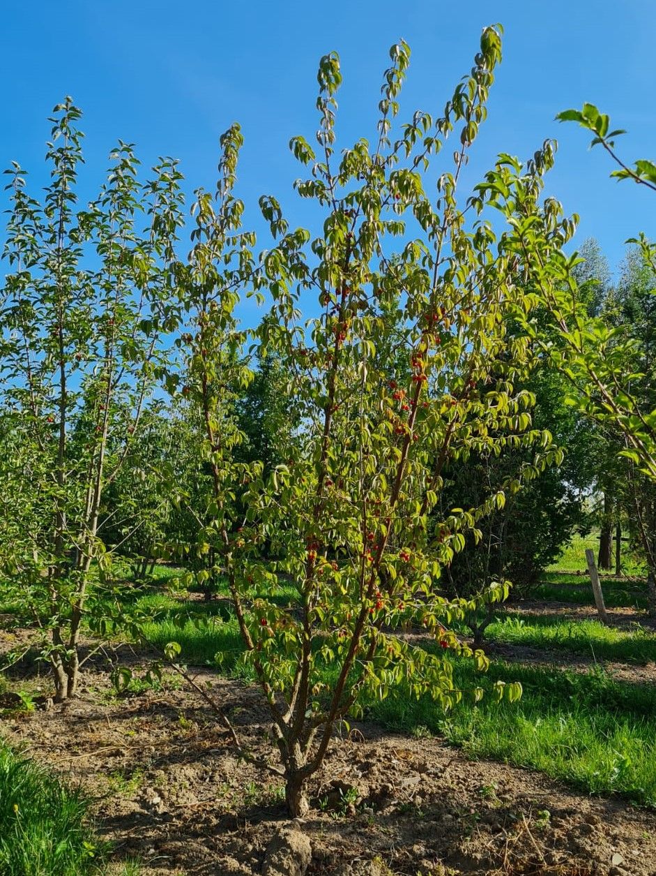 Jonge Gele kornoelje | Meerstammig