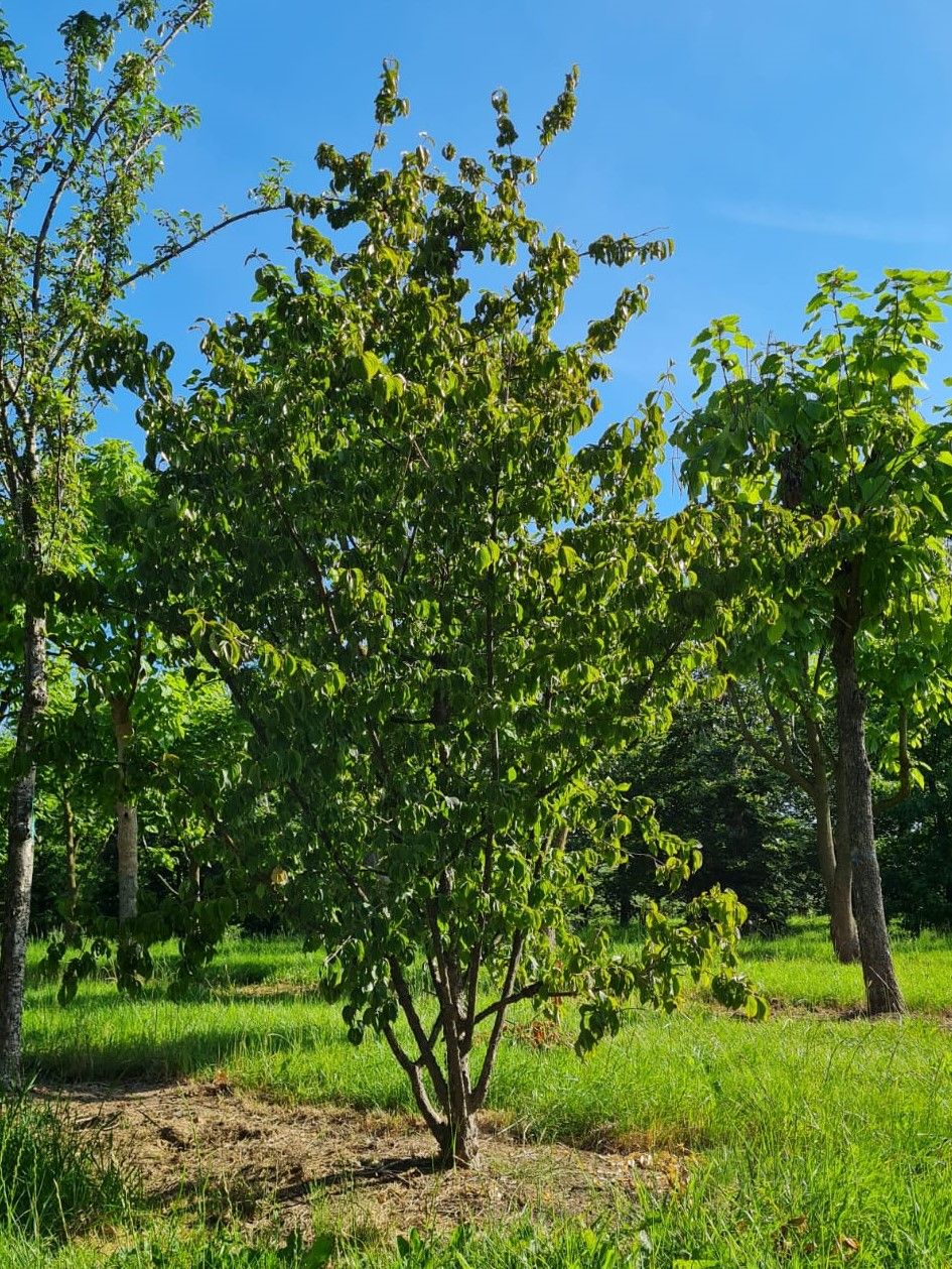 Jonge Gele kornoelje | Meerstammig