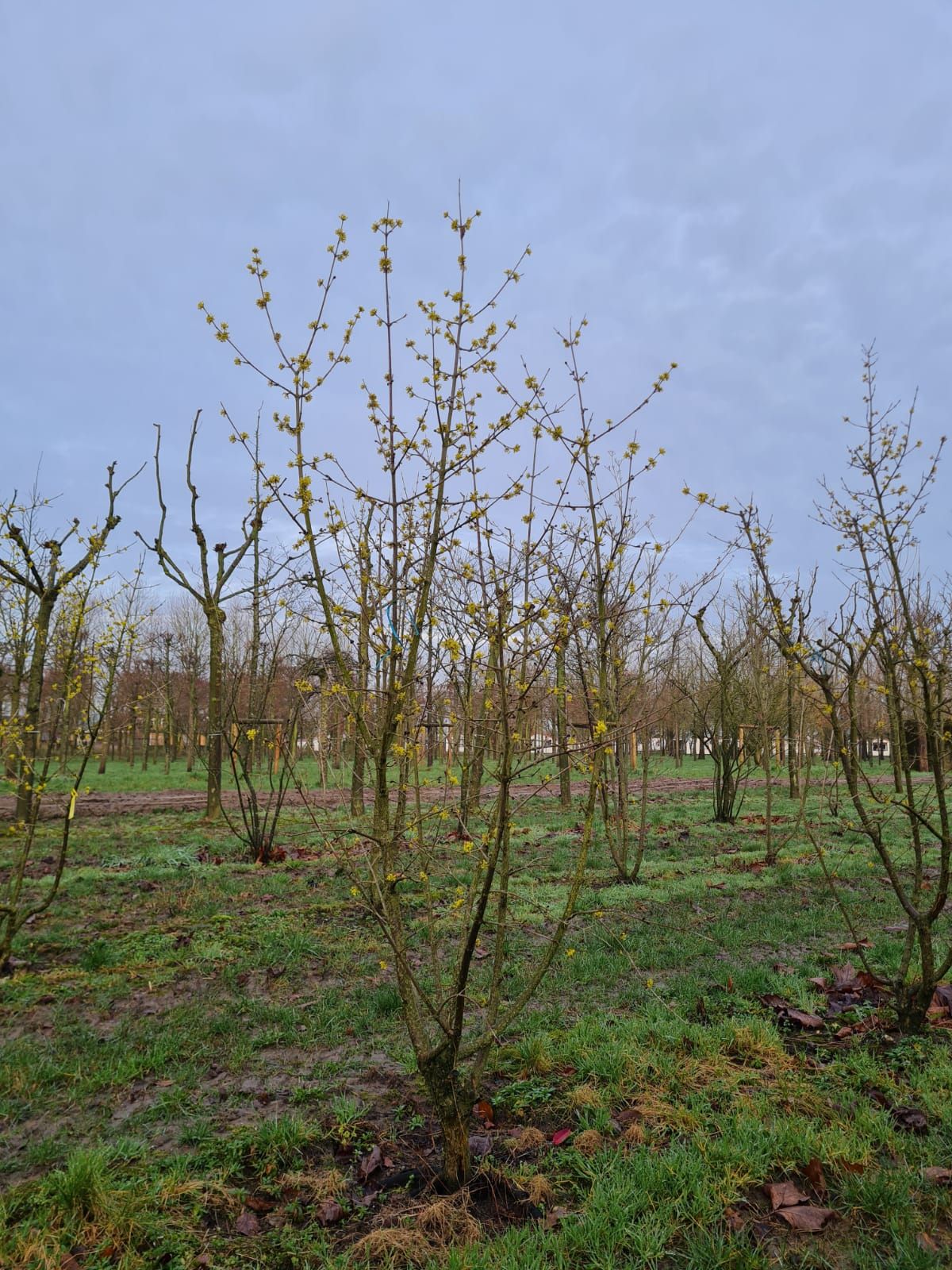 Jonge Gele kornoelje | Meerstammig