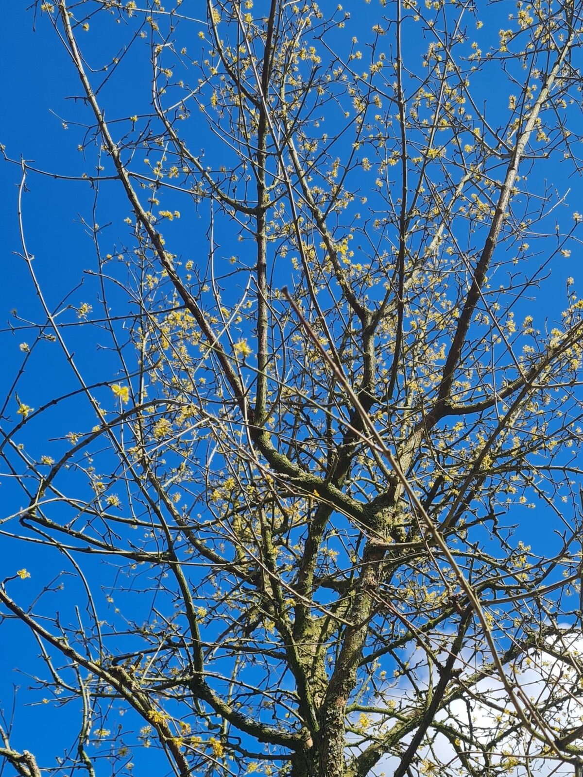 Volwassen Gele kornoelje | Hoogstam