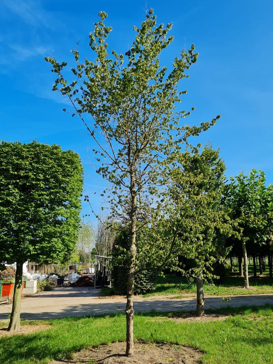 Volwassen Gele kornoelje | Hoogstam