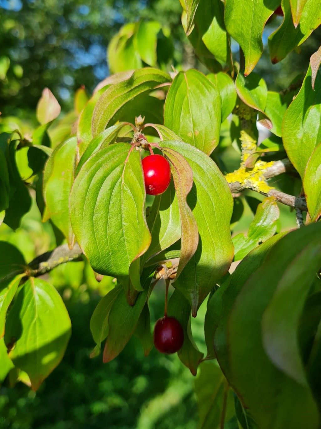Volwassen Gele kornoelje | Hoogstam