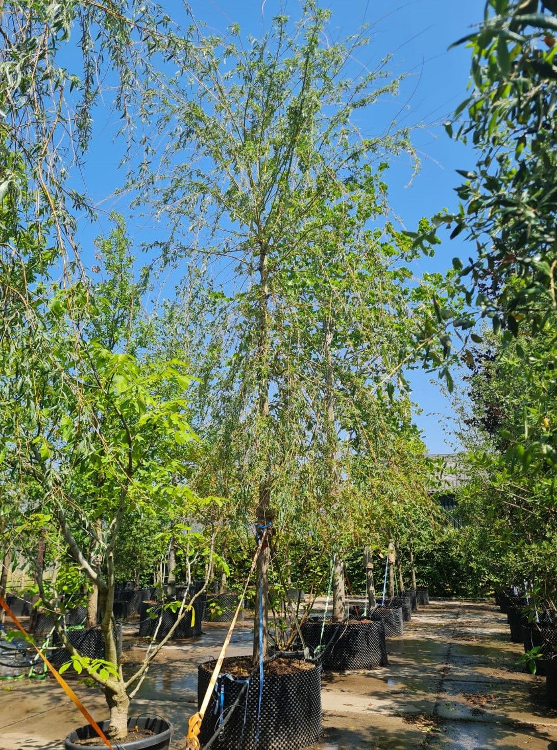 gele-treurwilg Volwassen Gele treurwilg | Hoogstam